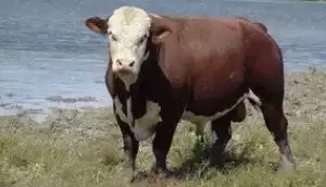 Kazašské bílé plemeno krav